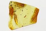 Fossil Soft-Winged Flower Beetle Larva (Malachiinae) in Baltic Amber #294271-1